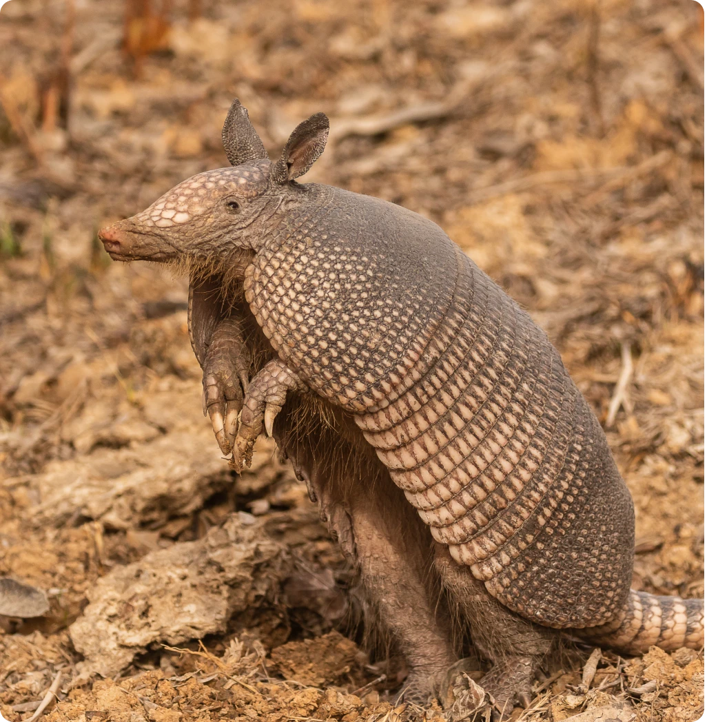 Armadillo standing on hind legs in dirt.