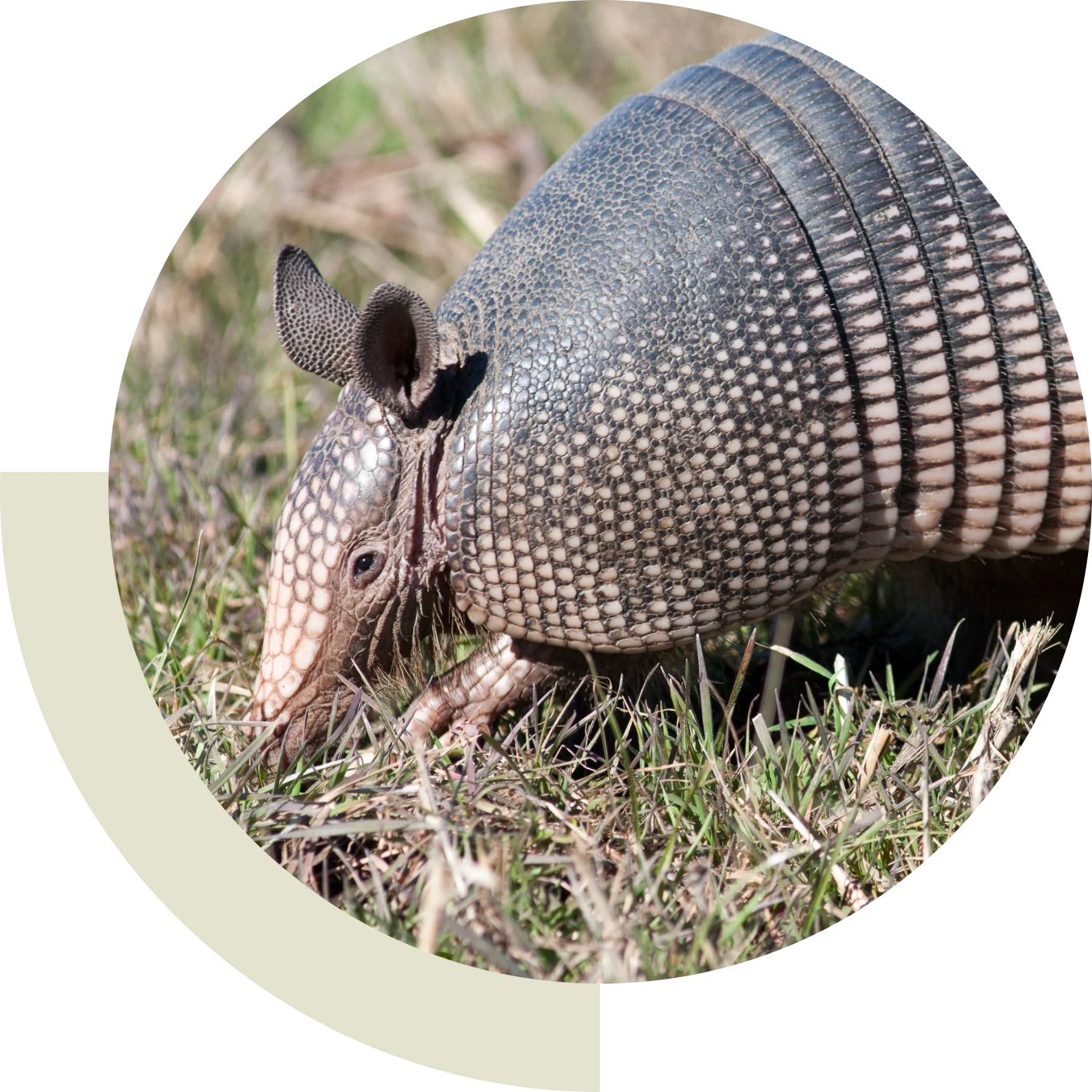 Armadillo walking on grass, circular frame.